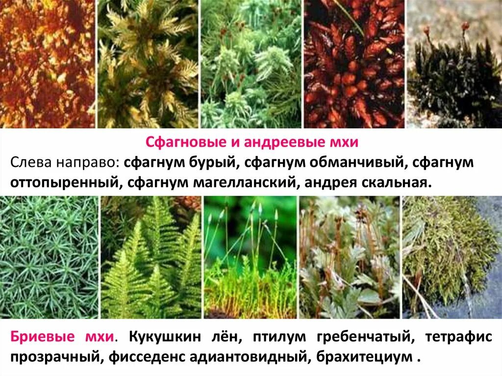 Сфагновые Андреевые. Отдел Моховидные – Bryophyta. Листостебельные мхи сфагновые. Моховидные растения сфагнум. Моховидные растения примеры названия