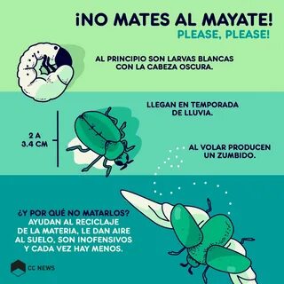 Mayate in english