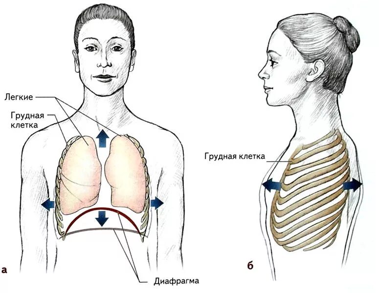 Грудная клетка при вдохе приподнимается. Движение диафрагмы при вдохе. Грудная диафрагма. Движение грудной клетки. Грудной Тип дыхания.
