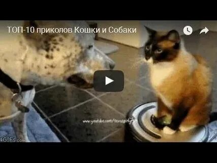 Включи смешное видео про кошек и собак