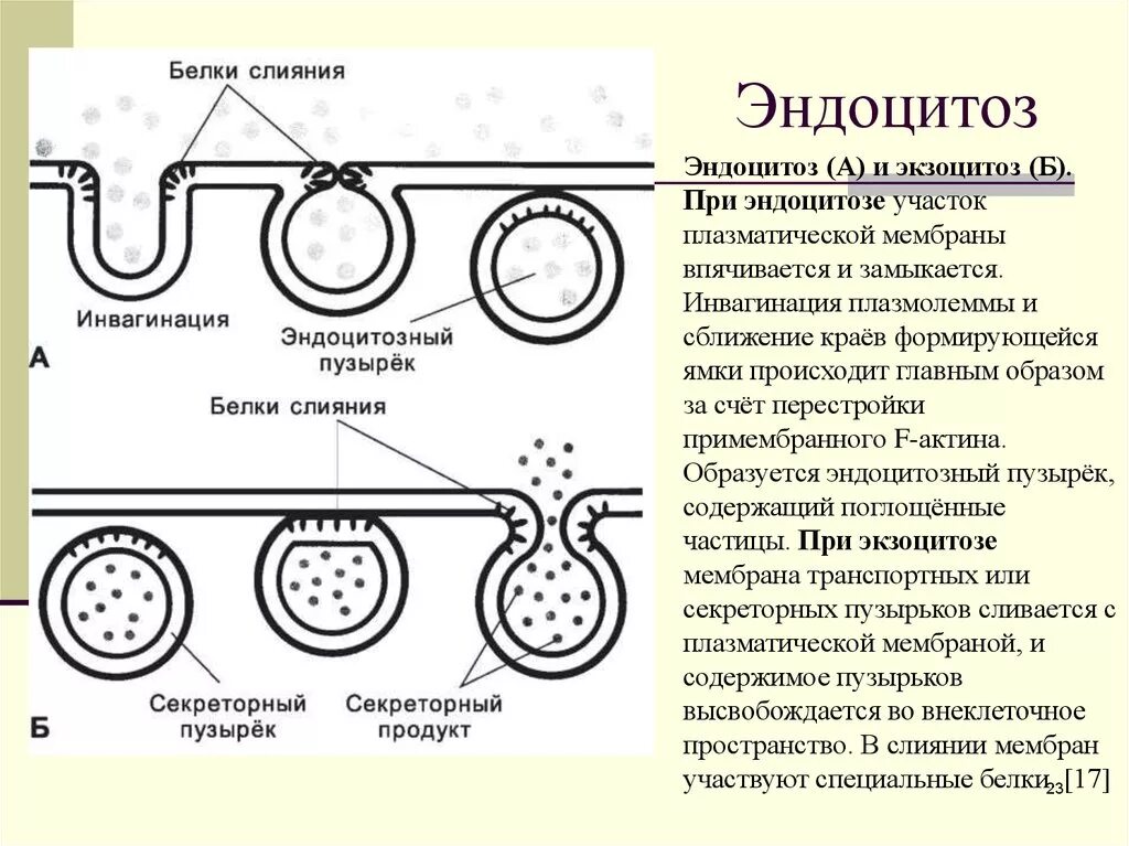 Фагоцитозный пузырек. Эндоцитоз гистология. Схема эндоцитоза и экзоцитоза гистология. Инвагинация цитолеммы. Эндоцитоз экзоцитоз фагоцитоз это.