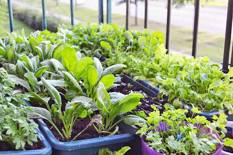 Planting plus. Growing Vegetables in. Fenologic Spy of Vegetables. Vegetable and Police Crops. How to grow anything: Container Gardening Tips & techniques.