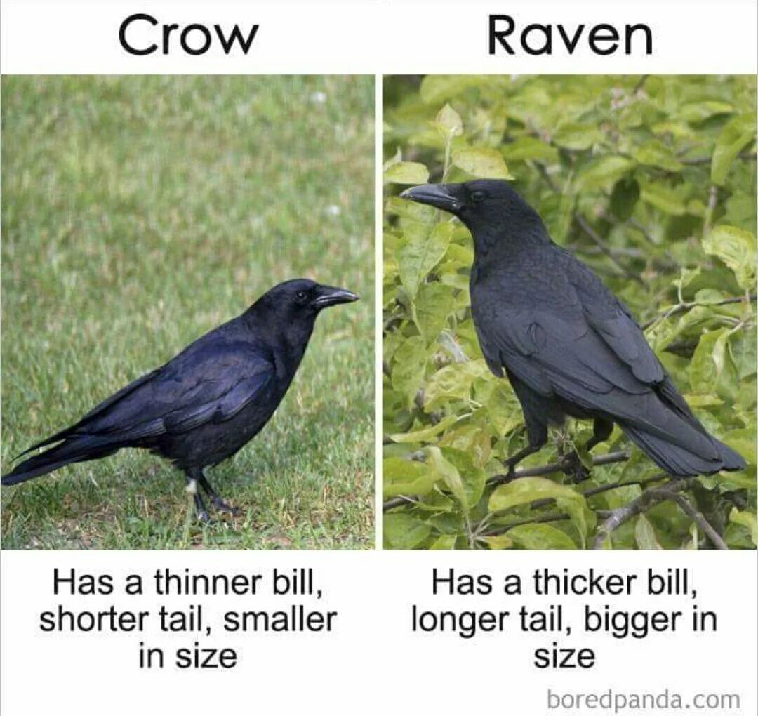Чем отличается черный. Ворон и ворона. Ворон и ворона это разные птицы. Грач и ворона. Размер Грача и вороны.