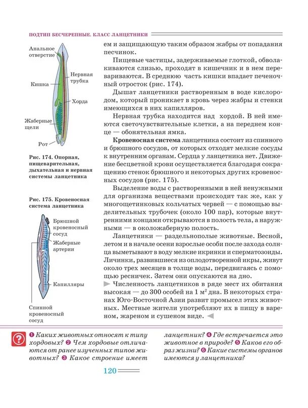 Сравнение ланцетника с рыбой. Пищеварительная система ланцетника таблица. Таблица внутреннее строение ланцетника биология 7 класс. Внутреннее строение ланцетника таблица. Общая характеристика ланцетника 7 класс биология.