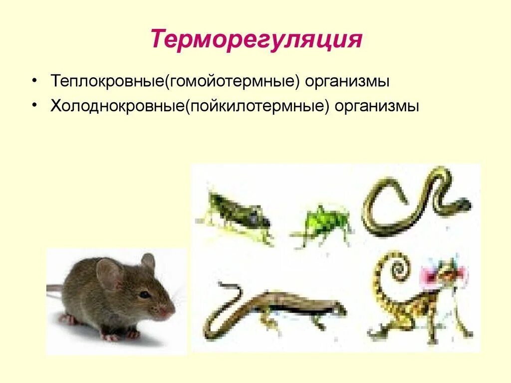 Теплокровные животные. Теплокровные и холоднокровные. Холоднокровные живот. Пойкилотермные организмы. К холоднокровным животным относят