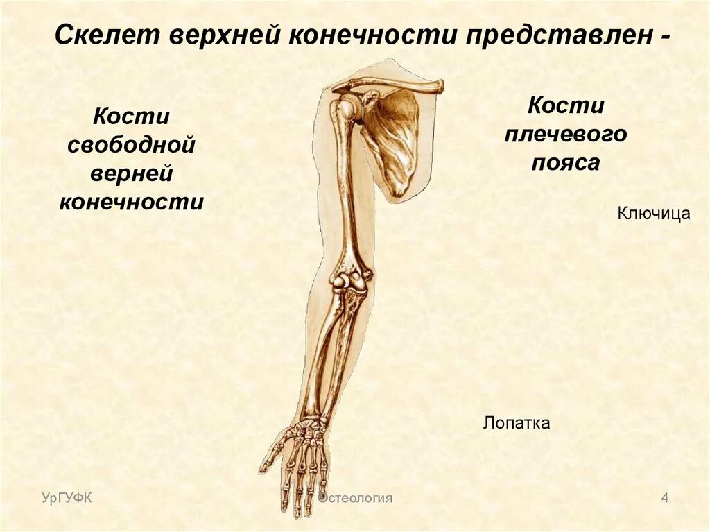 Плечевой пояс и скелет верхних конечностей. Пояс верхних конечностей. Кости верхней конечности.. Скелет верхней конечности плечевая кость. Скелет свободной верхней конечности анатомия. В скелет верхних конечностей входит