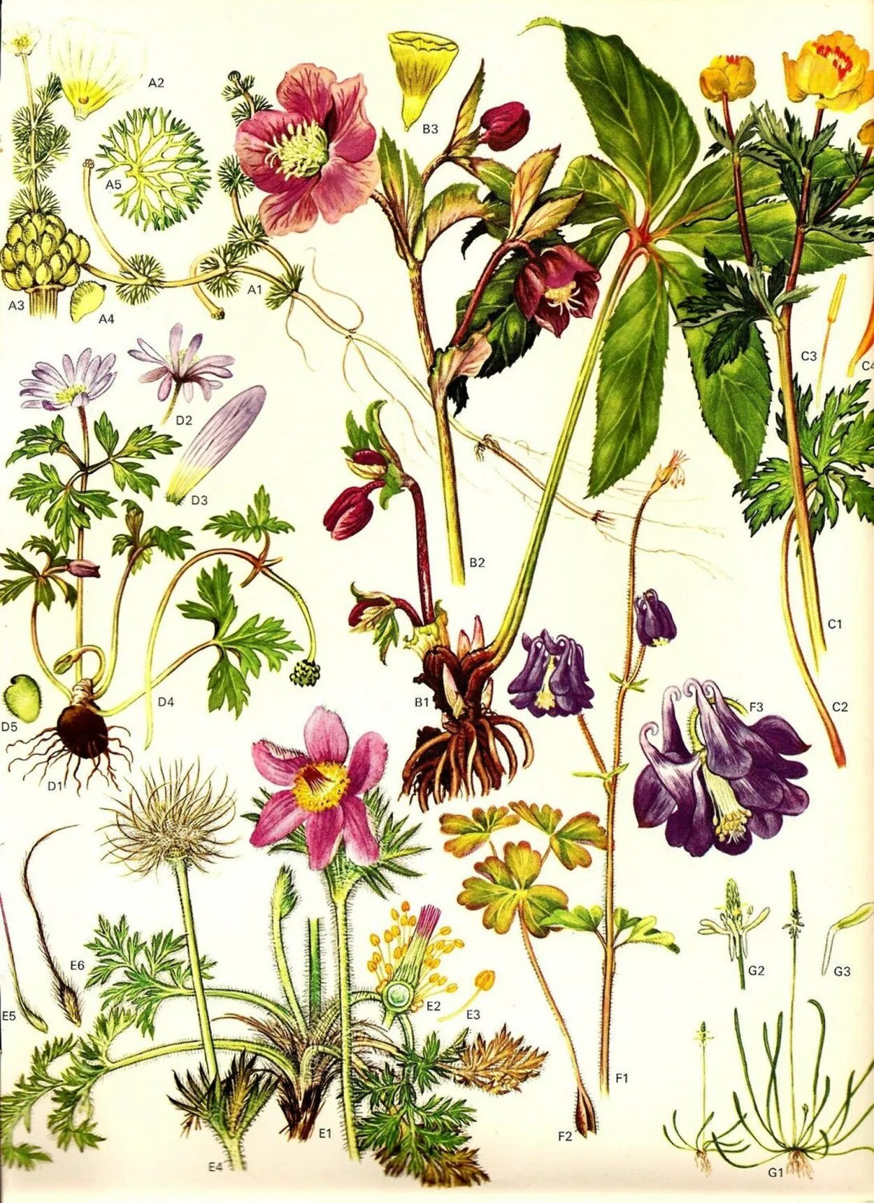 Иерис ботаника. Ежевика атлас растений. Vintage Botanical Prints. Ботаническая иллюстрация. Красивая ботаника