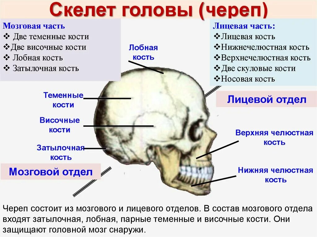 Теменная кость является костью. Кости мозгового и лицевого отдела черепа. Кости черепа затылочная кость. Скелет головы мозговой отдел костей. Затылочная кость кость в черепе.