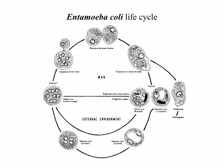 В каком организме происходит развитие дизентерийной амебы. Жизненный цикл дизентерийной амебы. Стадии цикла развития дизентерийной амебы. Схема жизненного цикла Entamoeba histolytica. Жизненный цикл дизентерийной амебы схема.