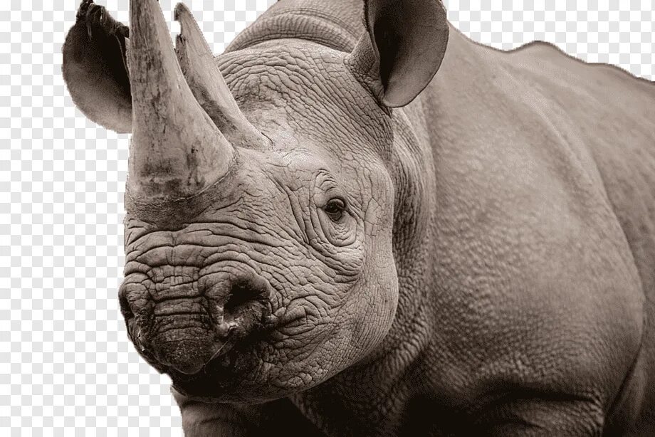 Лицо носорога. Носорог спереди. Носорог анфас. Great rhino