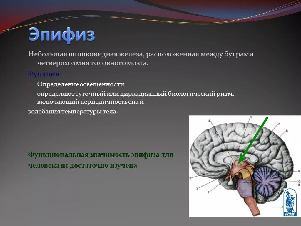 Тест по теме головной мозг. Функция эпифиза в головном мозге. Четверохолмие и эпифиз. Гипофиз и эпифиз головного мозга. Шишковидное тело (эпифиз) расположено в отделе мозга:.