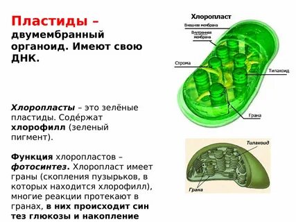Органоид содержащий пигмент хлорофилл