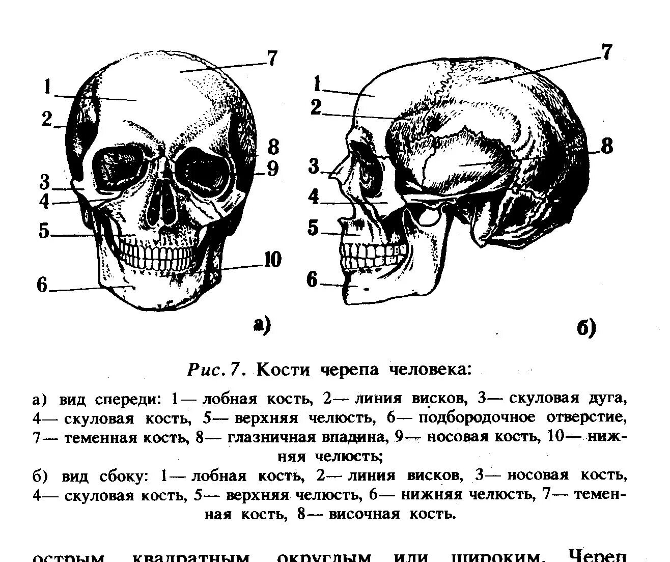 Череп спереди схема. Строение черепа спереди и сбоку. Строение черепа кости черепа. Череп человека анатомия вид спереди и сбоку.