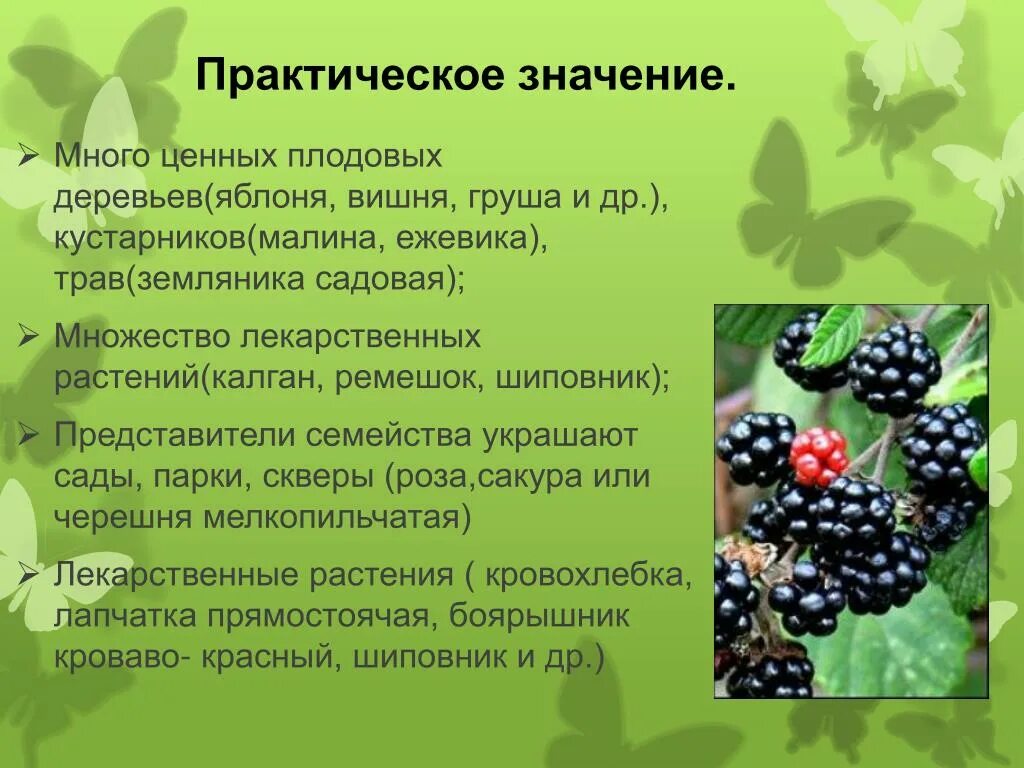 Значение в природе и хозяйственной деятельности человека. Семейство Розоцветные значение. Значение растений семейства розоцветных. Значение семейства розоцветных. Значение растений семейства розовоцветные.