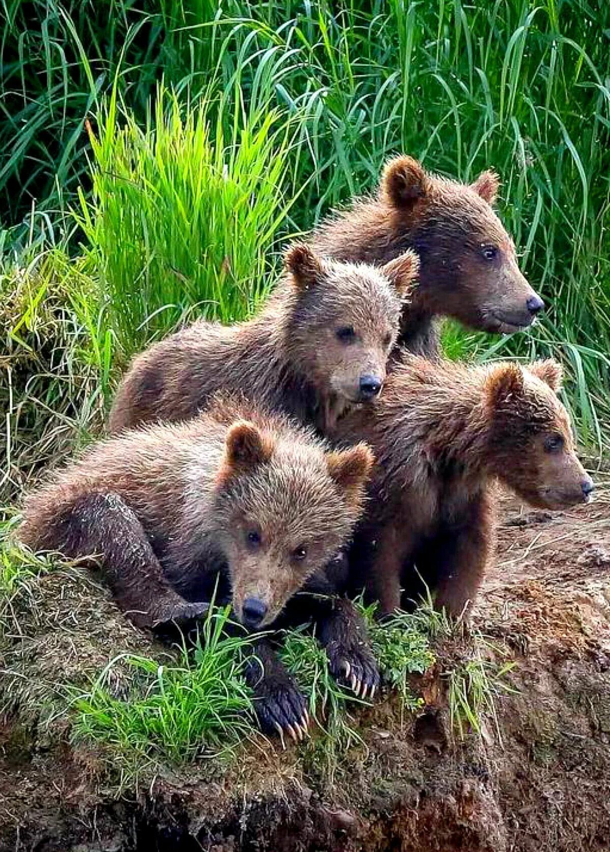 Царство животных медведь