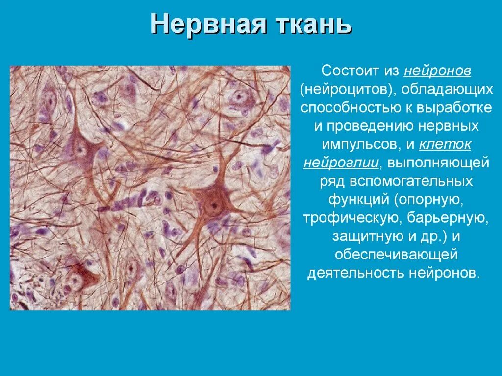 Какое свойство у нервной ткани. Ткани нервной системы гистология. Нейроглия гистология. Нервная ткань строение состав свойства. Структурные компоненты нервной ткани: нейроциты, нейроглия..