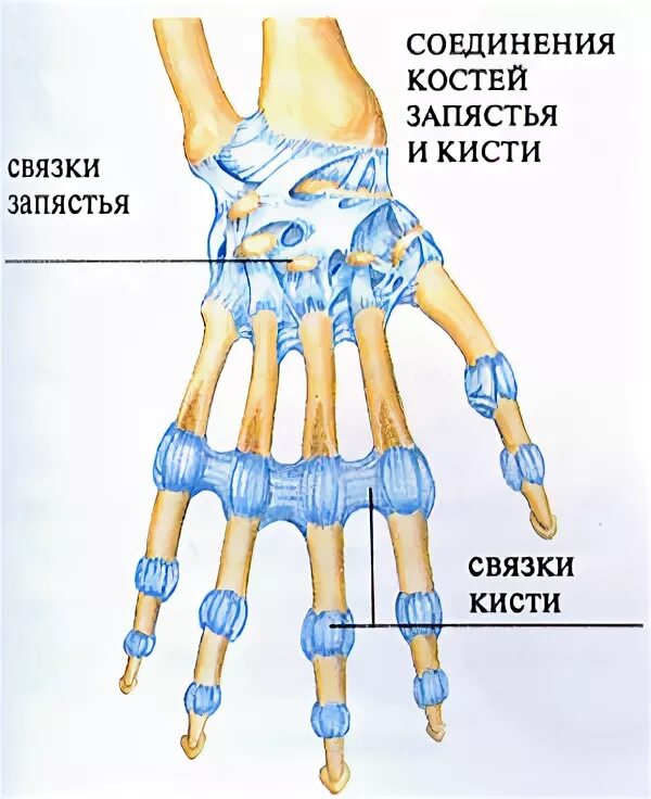 Связки лучезапястного сустава анатомия. Колцьевдиный связки кисти. Соединения кости кисти. Соединение костей кисти. Соединения костей запястья