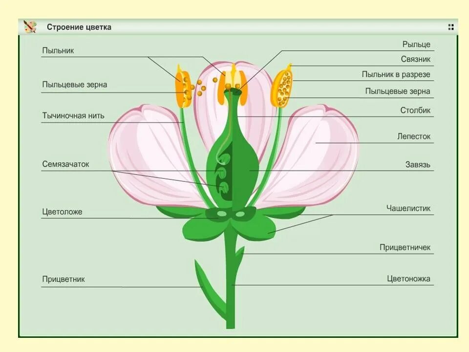 Схема строения цветка покрытосеменных. Строение покрытосеменных растений строение цветка. Строение цветка 7 класс биология Покрытосеменные. Строение покрытосеменных растений 7 класс биология. Строение цветка подписать части цветка