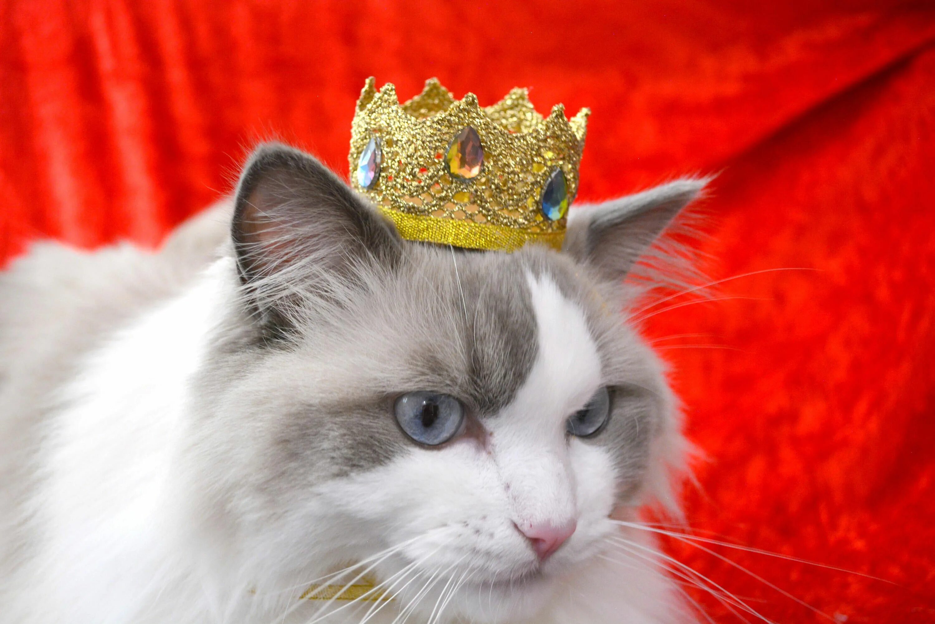 Королевский кот порода. Кошка в короне. Британская кошка с короной. Кошечка с короной.