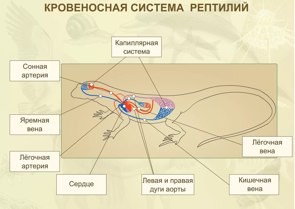 Усложнение кровеносной системы пресмыкающихся. Кровеносная система пресмыкающихся 7 класс биология. Строение кровеносной системы пресмыкающихся 7 класс. Кровеносная система рептилий схема. Кровеносная система пресмыкающихся 7 класс схема.