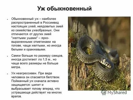 Гадюка обыкновенная систематические категории