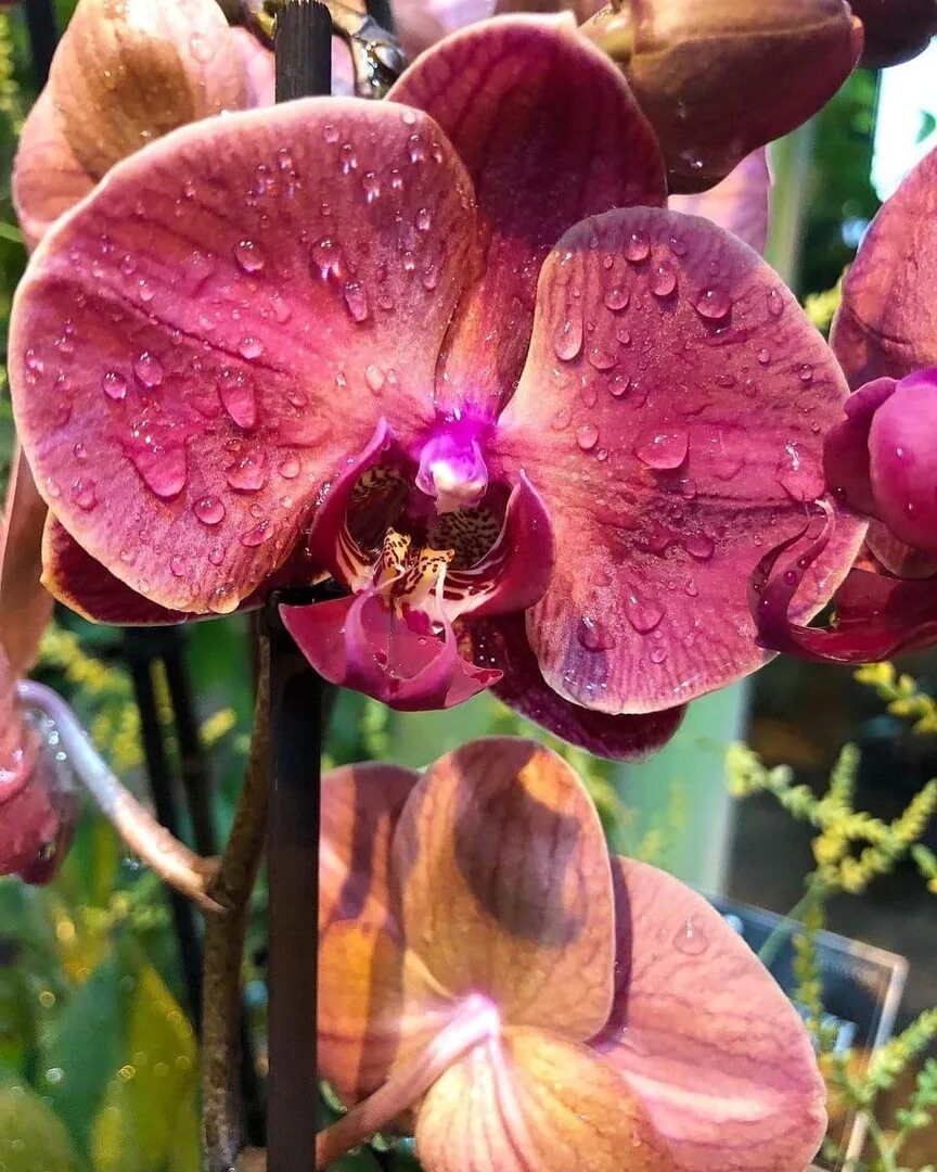 Тропические орхидеи. Аптекарский огород выставка орхидей. Орхидеи тропики. Орхидеи в тропиках.