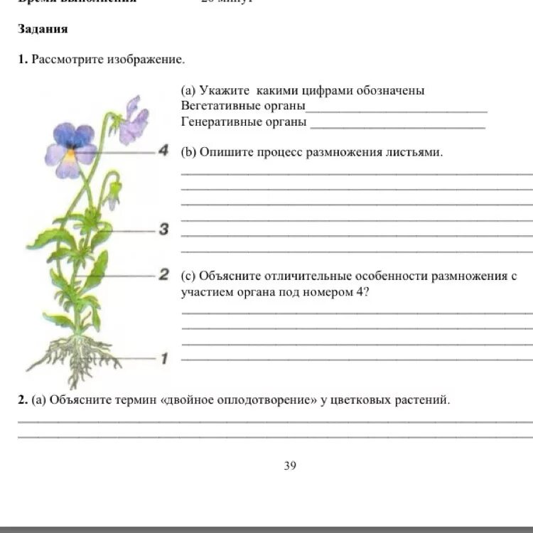 Растения задания. Строение растения задание. Задания по биологии 7 класс. Задание по биологии растений. Контрольные работы по биологии по теме цветок