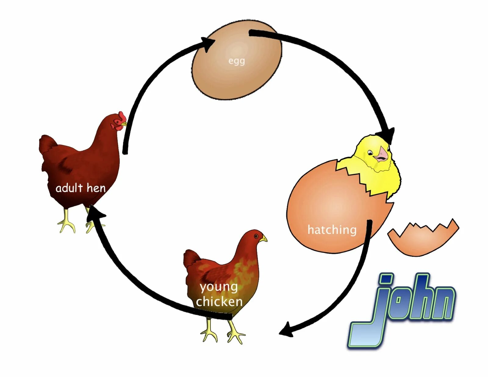 Жизненный цикл курицы для детей. Стадии развития курицы. Цикл развития птиц. Цикл развития цыпленка.