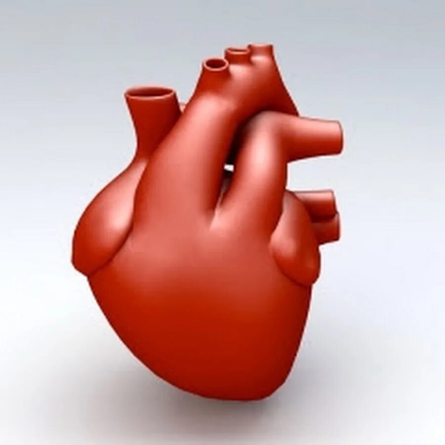 3д модель сердца человека. Сердце человека 3d модель. Main obj