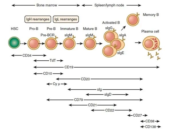 HSC клетки. ИФТ. Гемопоэтические и негемопоэтические клетки. В-клеточные маркеры cd19 20 и др.