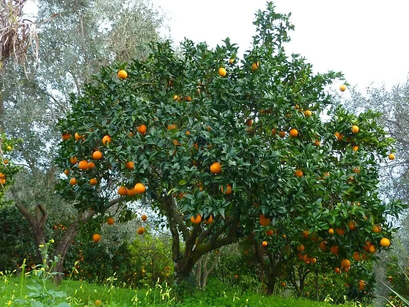 Мандарины в абхазии сейчас. Мандарин абхазский мандарин абхазский. Мандариновые плантации в абхазии. Сады мандаринов в абхазии. Мандарины в абхазии сейчас.