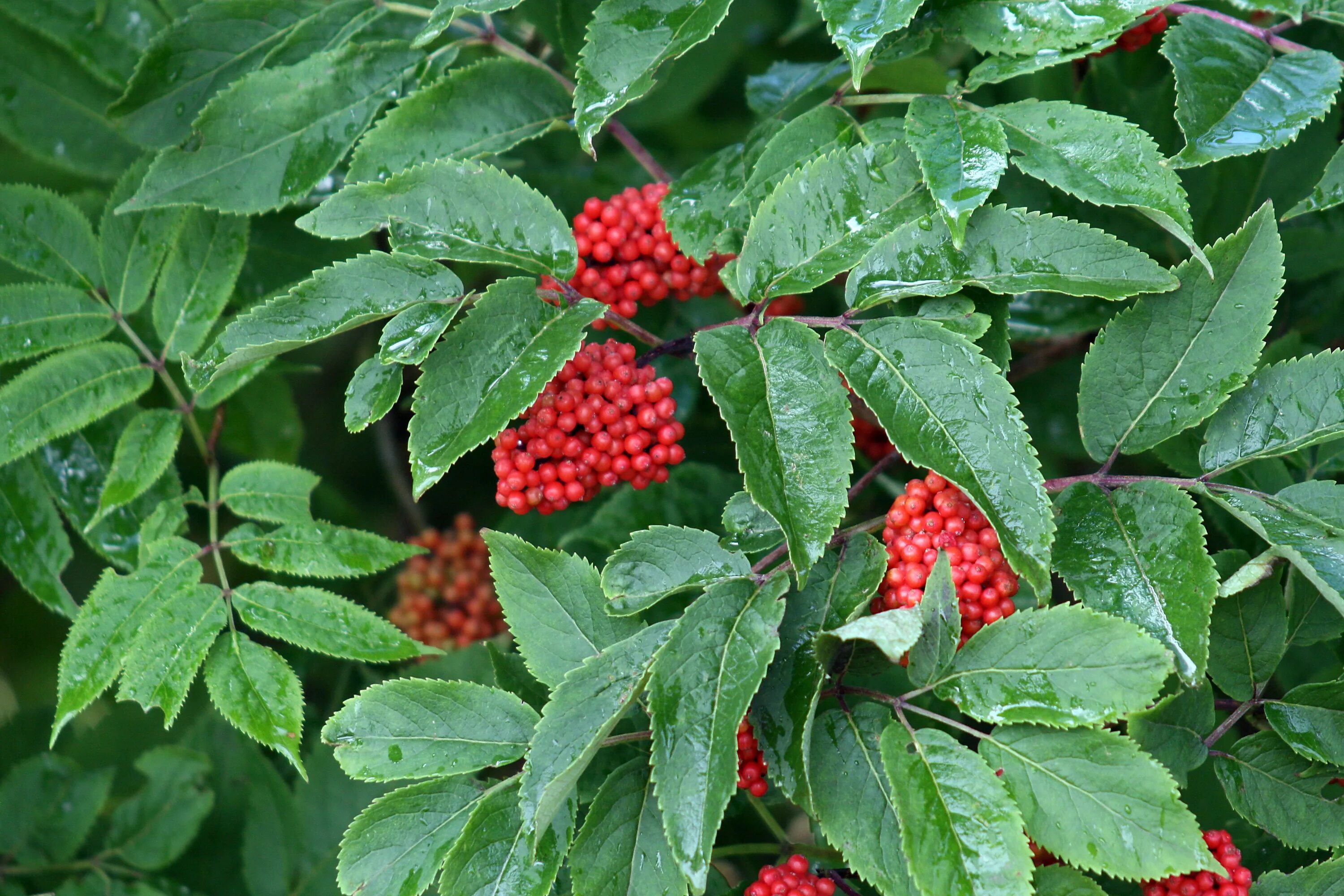 Красная тута. Калина вечнозеленая кустарник. Арония красная куст ягода. Viburnum lucidum кустарник. Калинолистная рябина вечнозеленая.