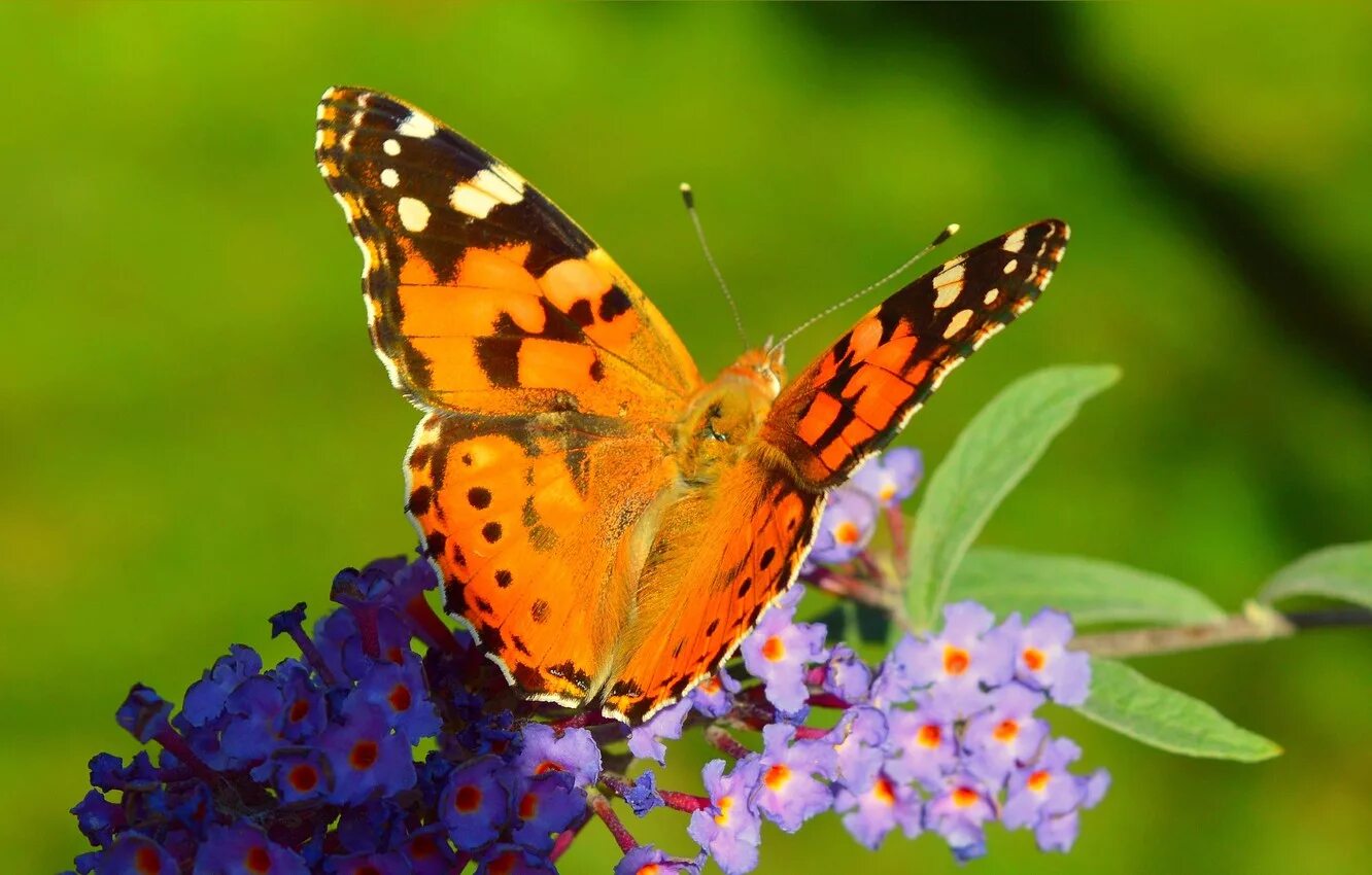 Красивые бабочки на цветах. Красивые цветы и бабочки. Бабочка на цветке. Красивые бабочки. Лето бабочки.