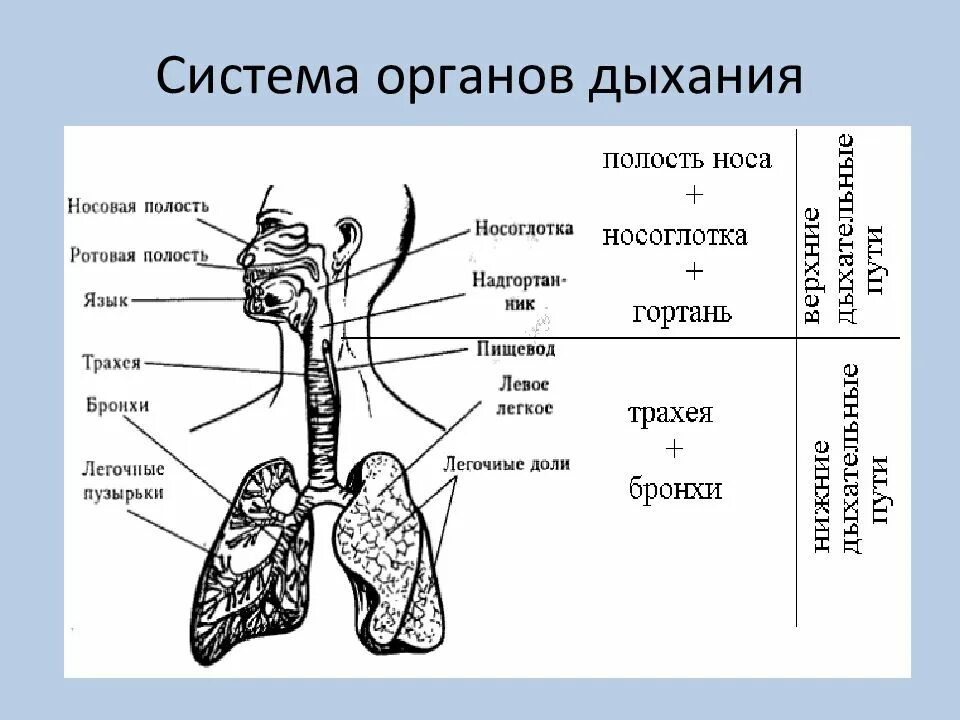 Дыхательная система какие органы и функции
