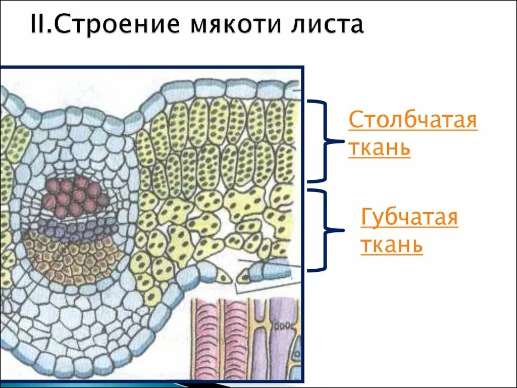 Мякоть листа название. Строение губчатой ткани листа. Губчатая ткань мякоти листа. Строение мякоти листа столбчатая ткань. Клетки губчатой ткани листа.