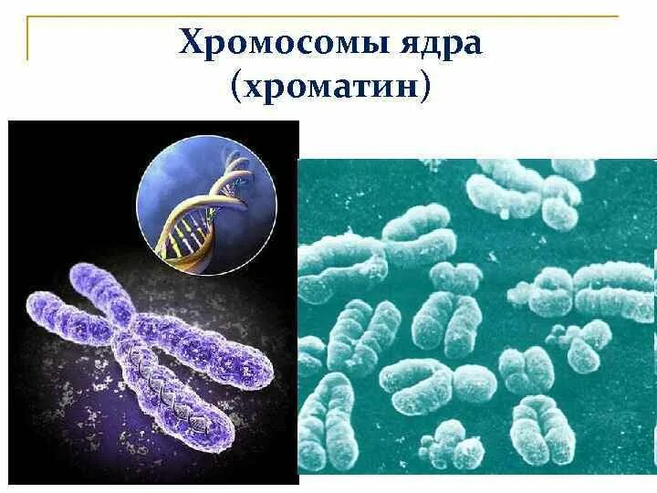 Хромосомы в растительной клетке. Хромосомы в ядре. Хромосомы в ядре клетки. Строение клетки хромосомы.