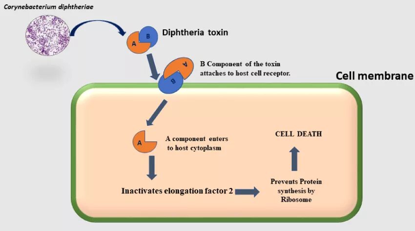 Коринебактерии дифтерии экзотоксин. Патогенез дифтерии схема. Токсины коринебактерии дифтерии.