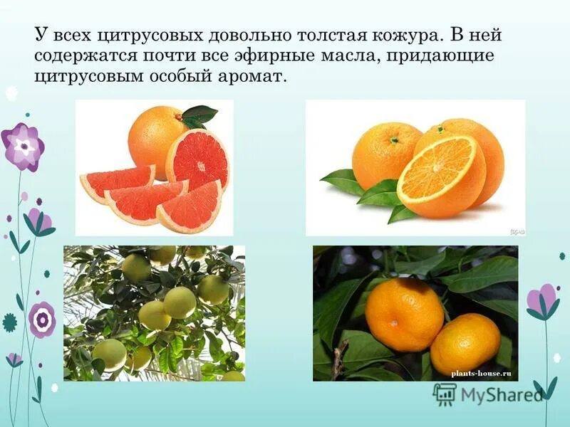 цитрусовые фрукты названия. что относится к цитрусовым фруктам. цитрусовый фрукт на букву с. цитрус фрукты названия. разновидность цитрусовых фруктов названия.