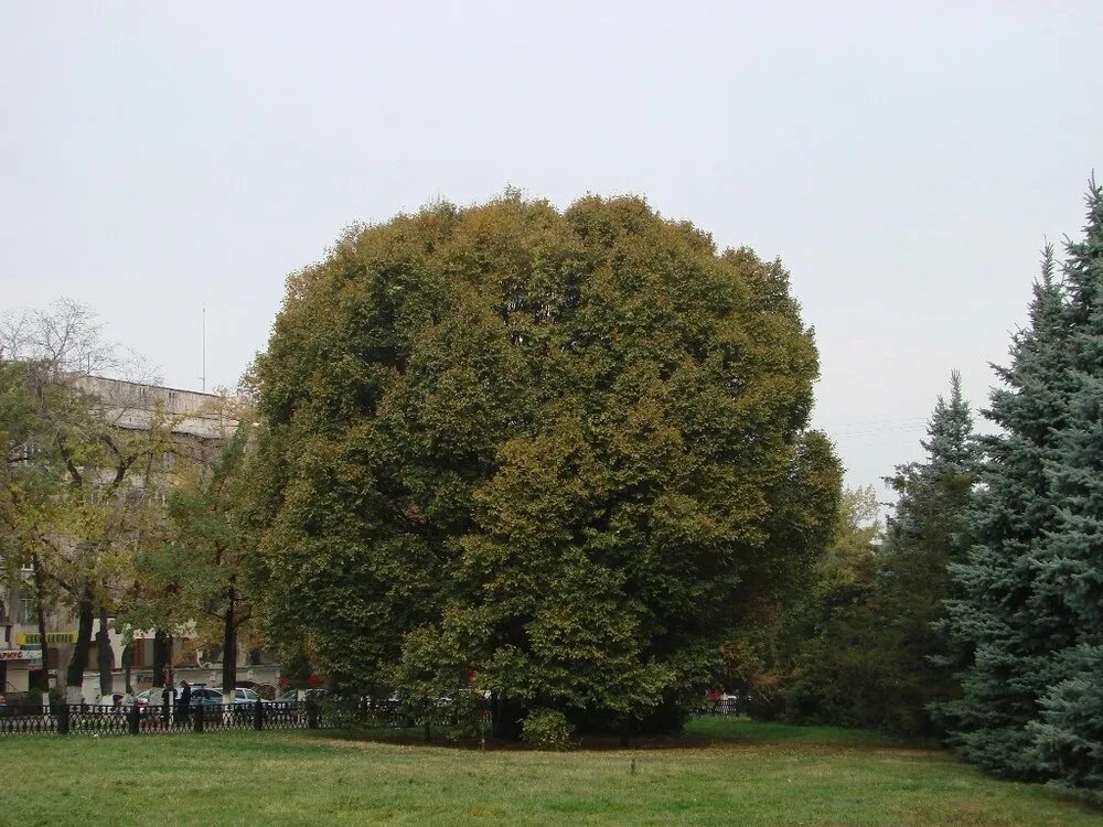 Алма Аты деревья. Какие деревья в Алматы. Деревья Алматы виды. Деревья Алматы с фото. Деревья купить алматы