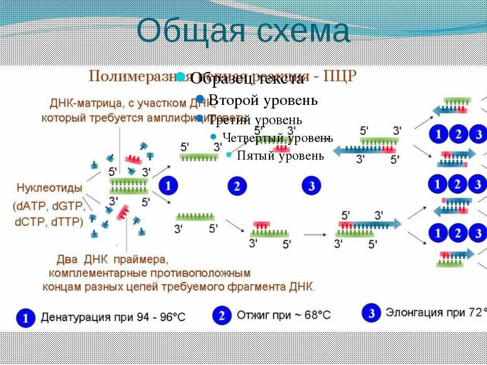 Схема циклов ПЦР. Схема двух циклов ПЦР. ПЦР полимеразной цепной реакции. Общая схема ПЦР.