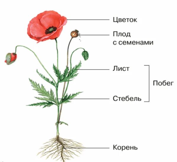 Строение растения рисунок с подписями. Строение цветка покрытосеменных. Внешнее строение покрытосеменных растений. Вегетативные органы покрытосеменных. Строение цветкового растения.