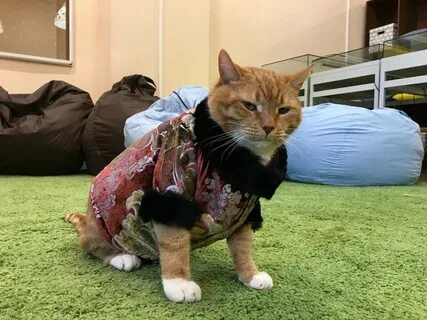 Последние новости о коте