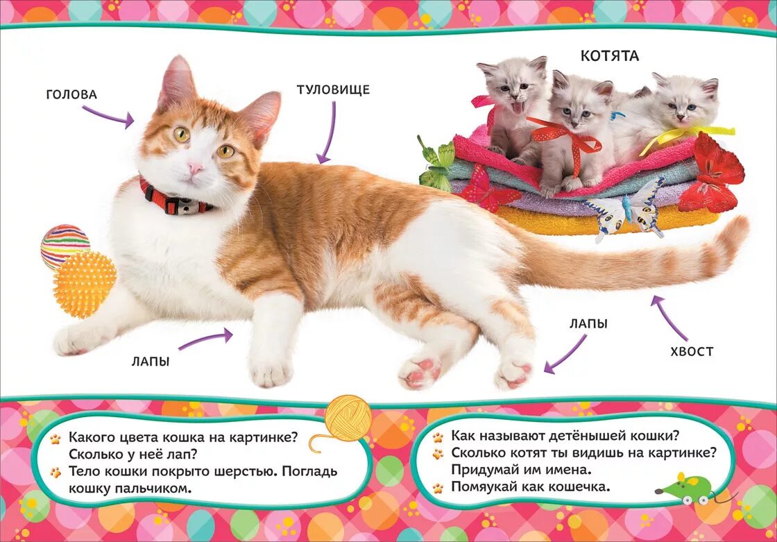 Кошка описание для детей. Описание кошки для детей. детям о кошках в детском саду. кошка для детей. книги про домашних кошек.