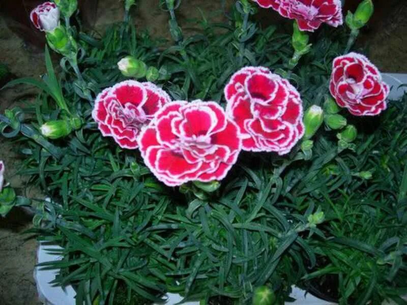 Гвоздика китайская условия выращивания. Dianthus chinensis гвоздика китайская. Гвоздика китайская махровая. Гвоздика китайская Империалис. Гвоздика китайская махровая микс.