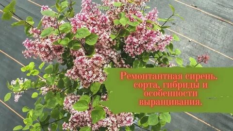 Сирень мейера ред пикси