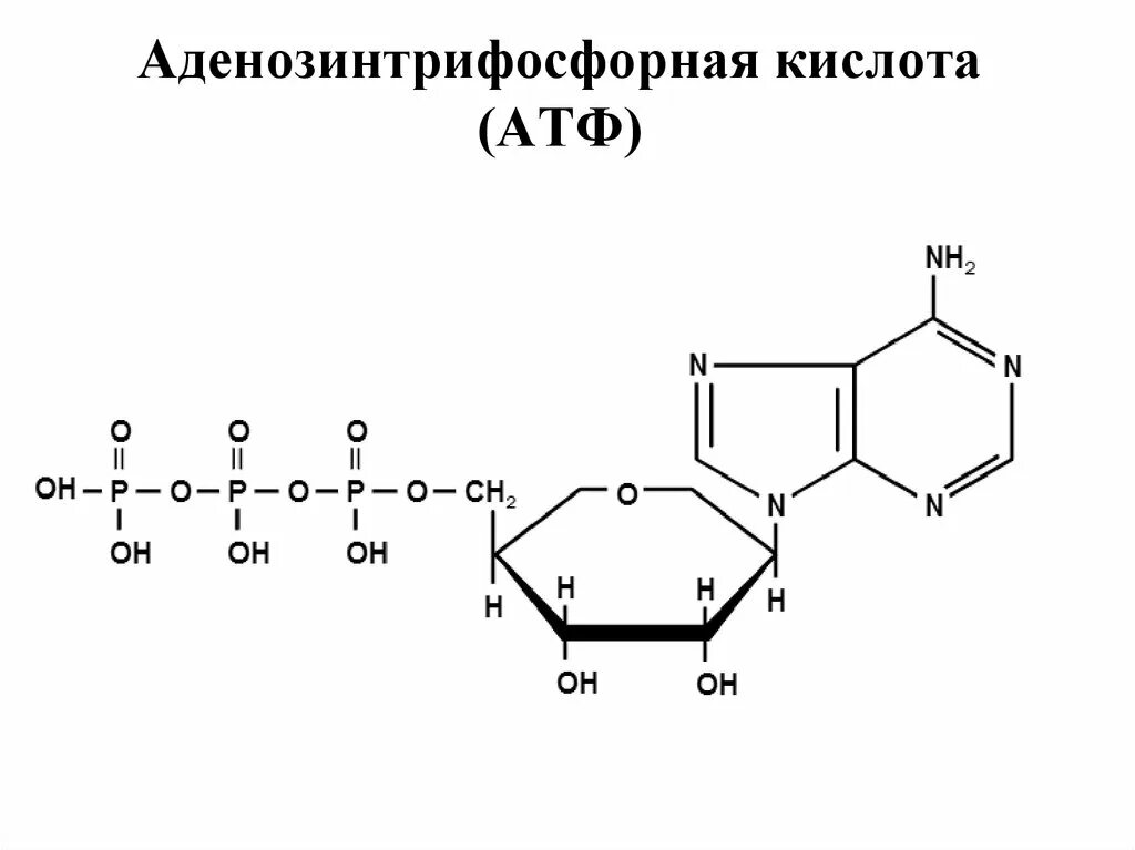 Атф является нуклеиновой кислотой. Атф аденозинтрифосфорная кислота. аденозинтрифосфорная кислота формула. аденозинтрифосфорной кислоты. кислотаи аденозинтрифосфор.