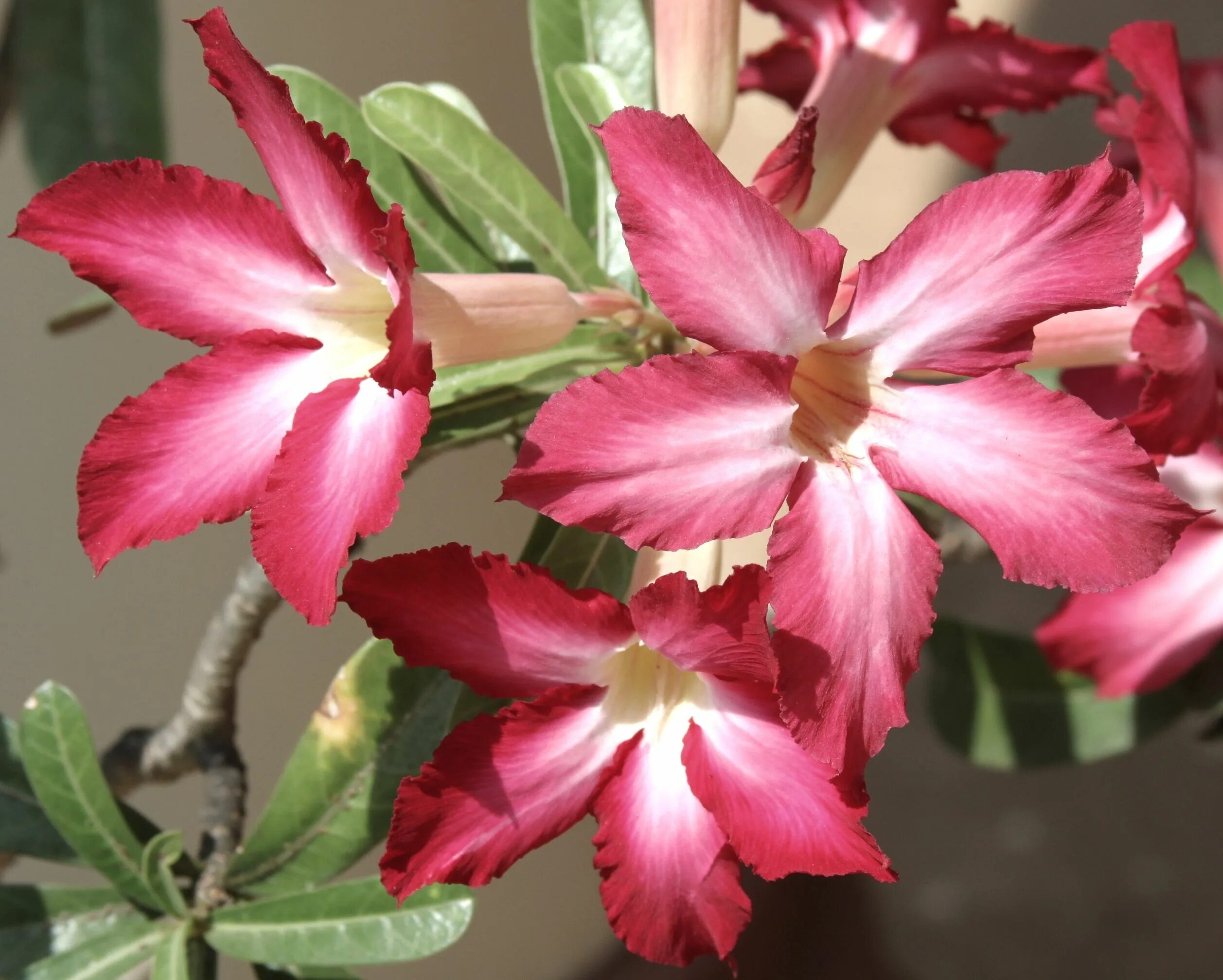 Адениум фото. Адениум (Adenium). Адениум тучный Adenium Obesum. Адениум Колорфул. Адениум Obesum (without Flower.