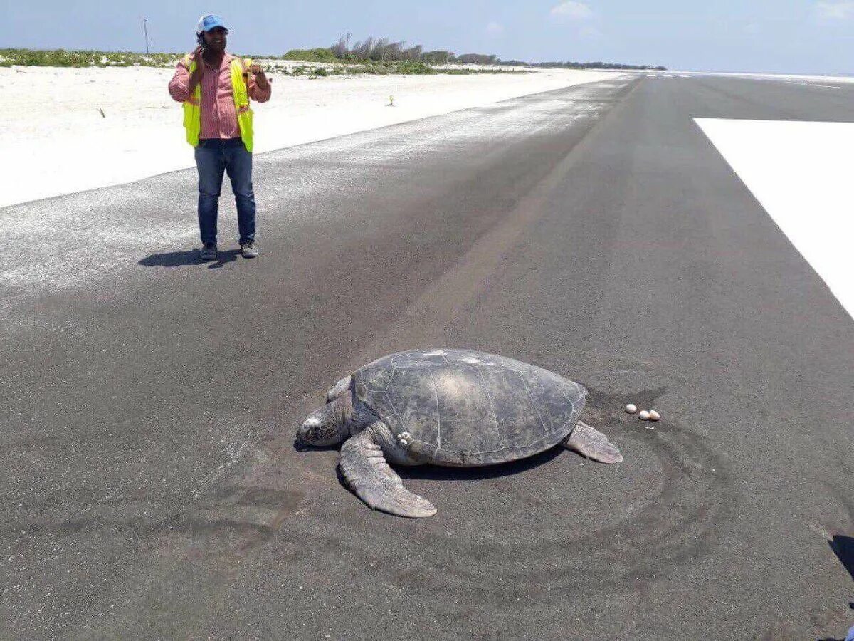 Черепаха приходит первой. Морская черепаха откладывает яйца. Маафару аэропорт Мальдивы. Яйца морской черепахи. Черепахи на Мальдивах.