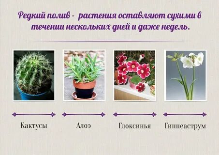 Комнатные растения в жизни людей