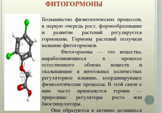 Фитогормоны для растений. Фитогормоны. Гормоны растений фитогормоны. Сообщение "гормоны растений". Растительные гормоны биология.